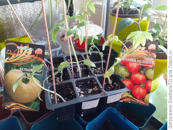 Отличная компания для тестируемых семян