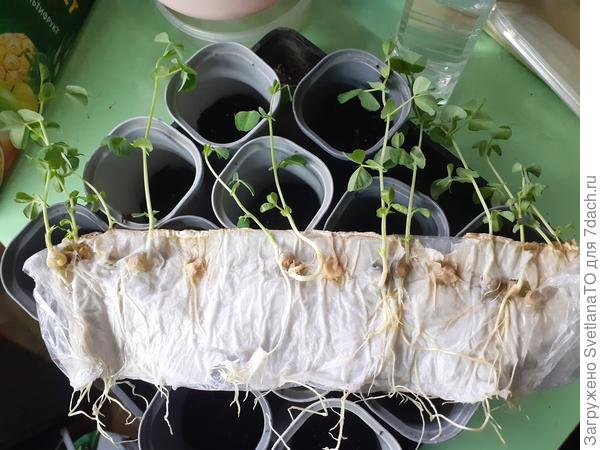 Есть результат! Толковый Первенец оказался