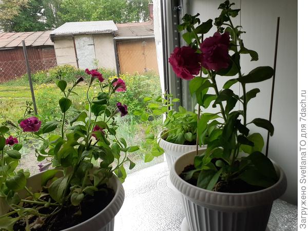 Растут дома