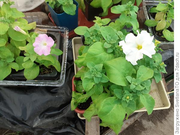 Разные объёмы: у розовой 400мл. У белой 550мл