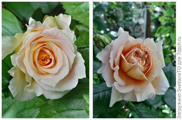 Открыты для поцелуя