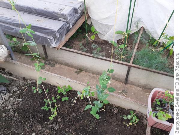 Горох и его новые приемные соседи