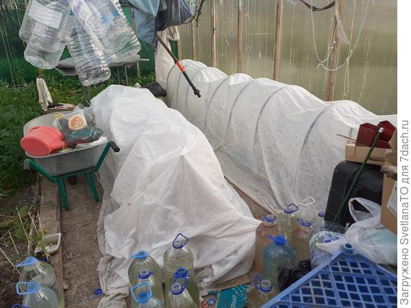 Томаты отвоевывают место