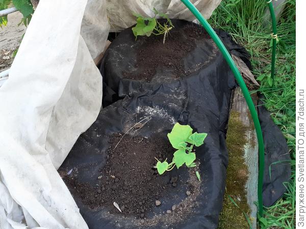 Тыквы парочке повезло!