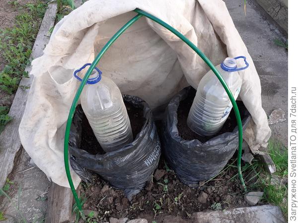 Под колпаком кабачки!