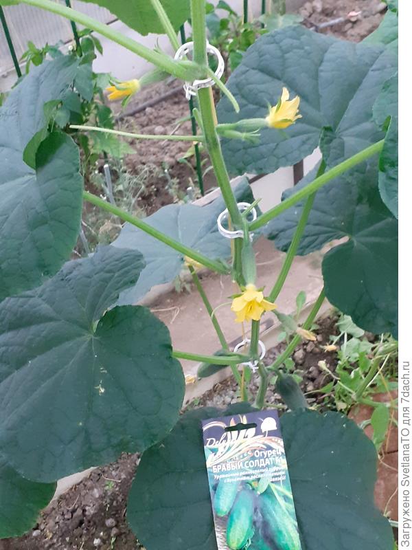 Одно растение - одна плеть