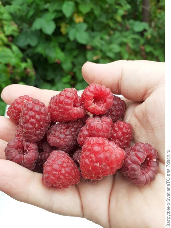 В ладошке 20 крупных еле уместились