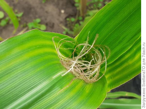 Лохматый какая