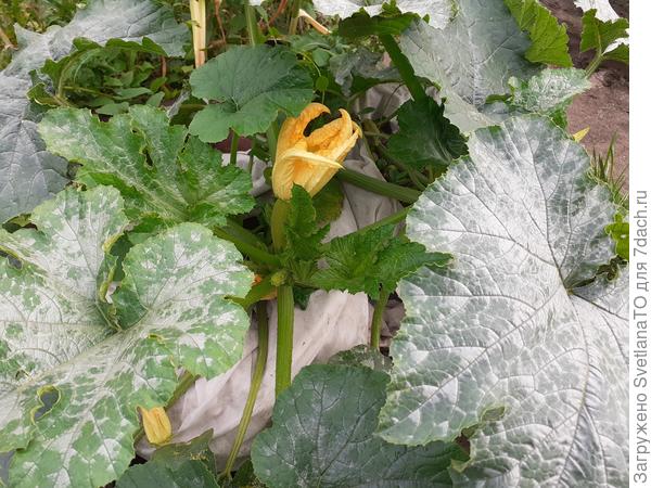 Хорошо цветёт и завязывается! Из первой пары мешочников.