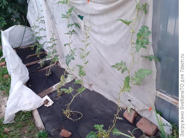 Ряд Вдоль забора