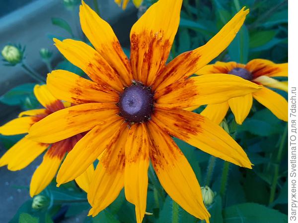 Сочетание красок