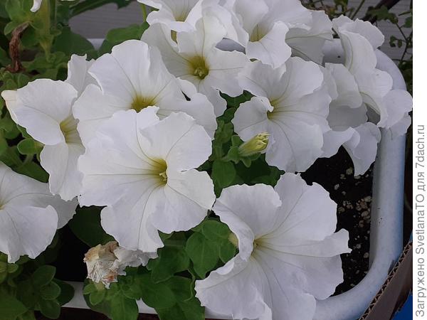 Белые ампельные