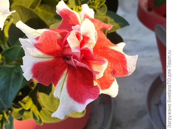 В лучах заходящего солнца