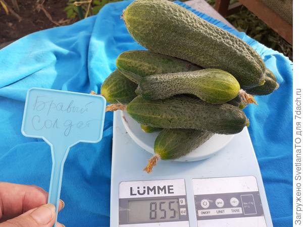 Бравый солдат 2 августа