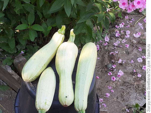 Разнообразие какое!