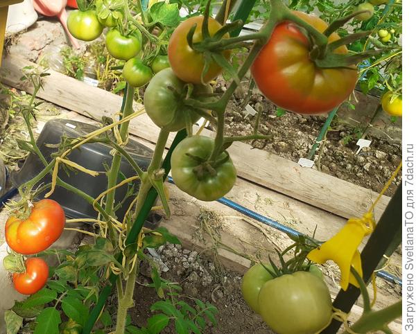 Без имени, сам вырос