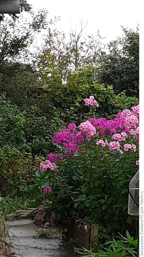 Флоксы в ассортименте 😊