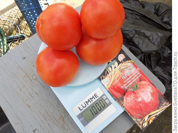 Урожай - первые томаты!