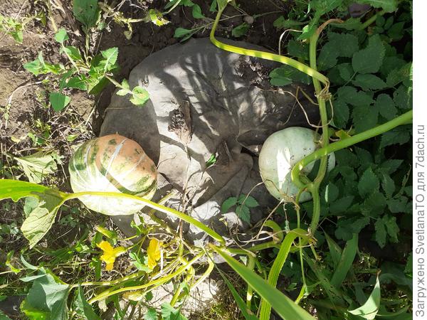 Ещё парочка