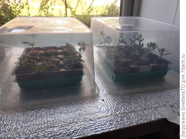 Сидят вегетативные петунии