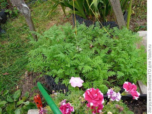 Растёт ровно и слеваии справа, фацелия