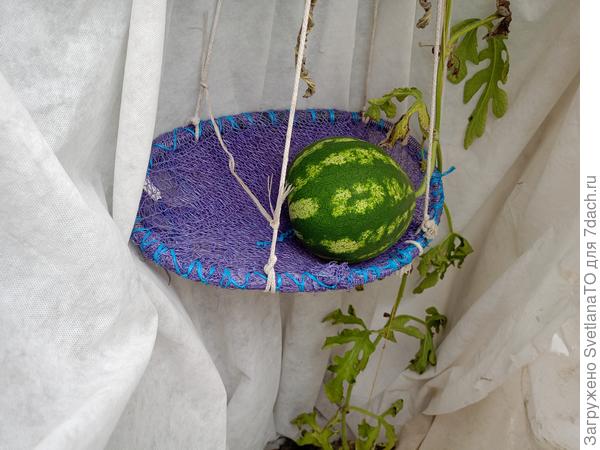 Арбуз звонкий, может снять?