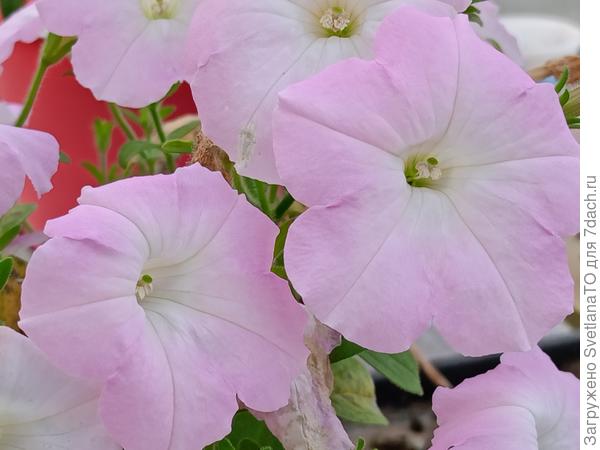 Нежные фонарики