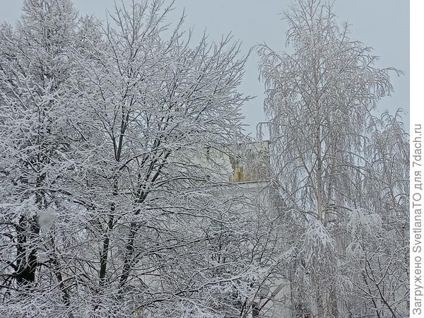 Деревья в снежном инее