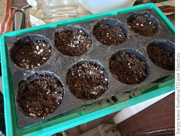 Ячейки готовы