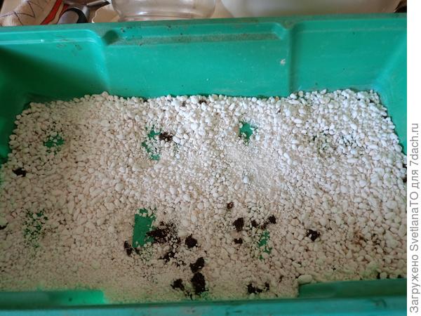 На дно поддонов вермикулит