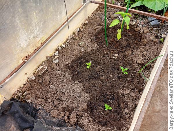 Такой счастливый день!