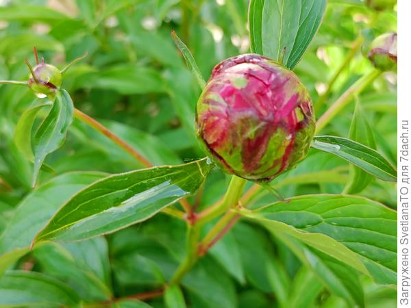 Никто не пьёт сладости пионовую