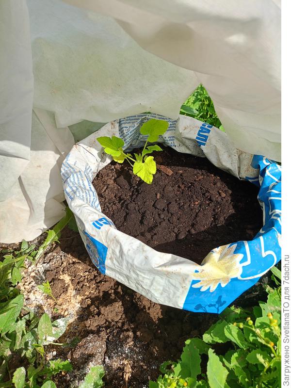 Кабачок в мешке