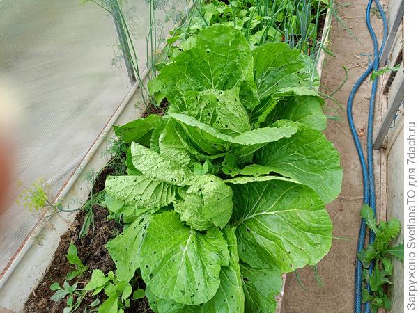 Затенили всю редиску и лук на зелень