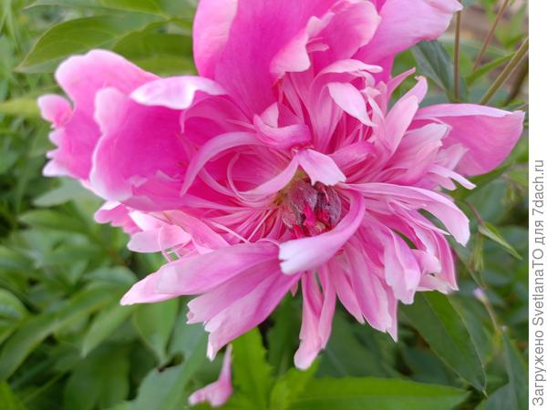 В день рождения, для Натальи!