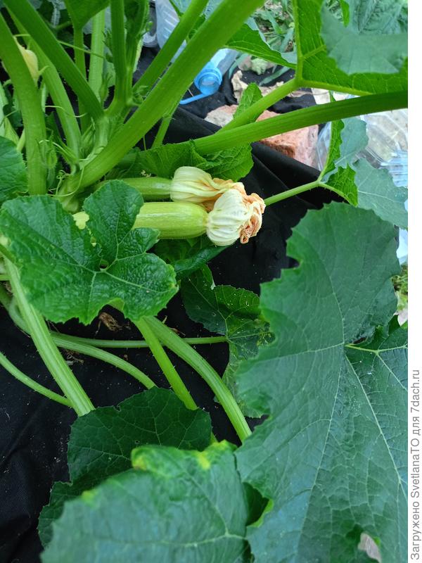 В очереди, 7 июля