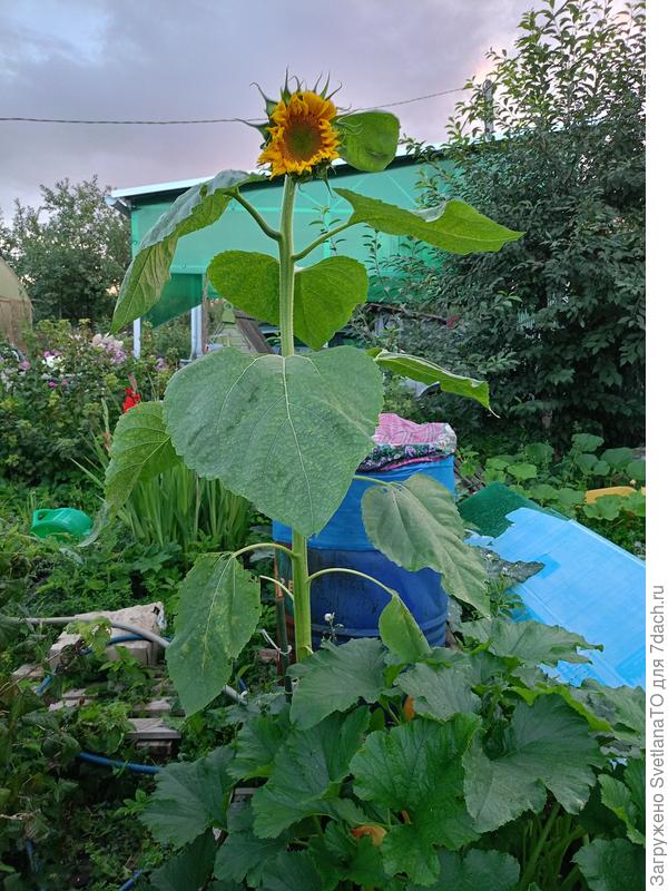 Августовский подсолнух в полный рост