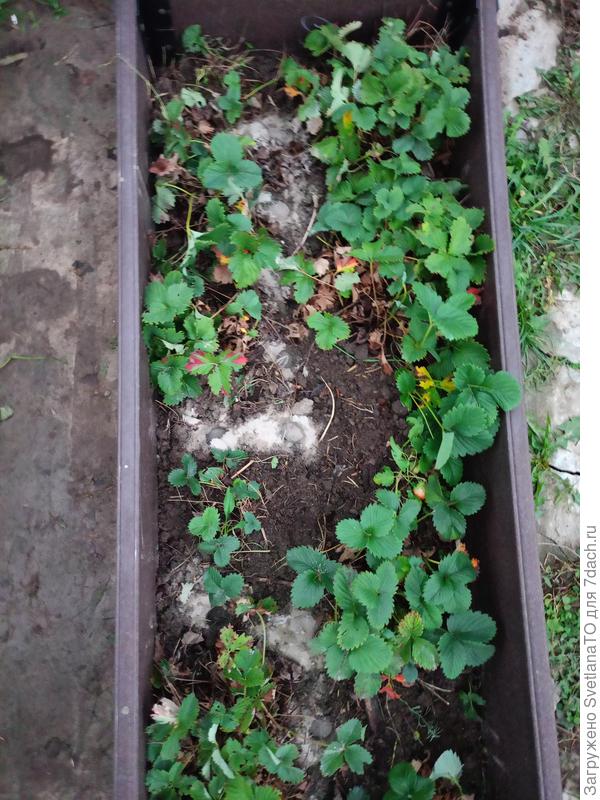 Одна половина грядки