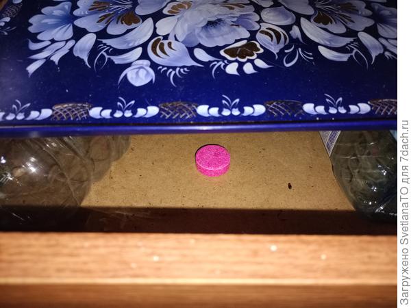 Пока не обнаружили мыши мой гостинец