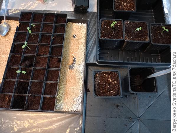 В начале перевалки в девятки