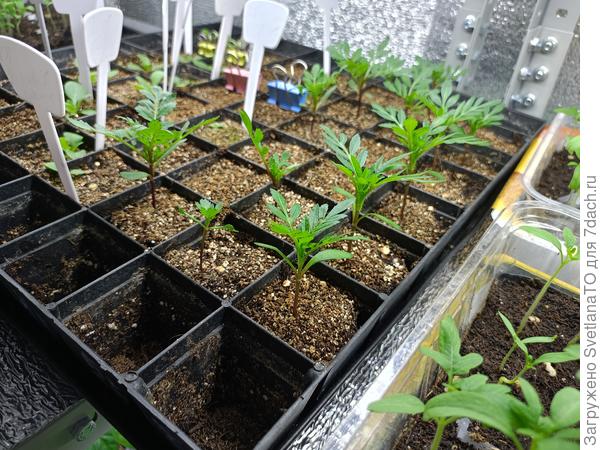 Бархотки на 3 апреля