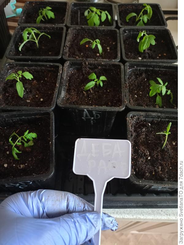 Все Де Барао