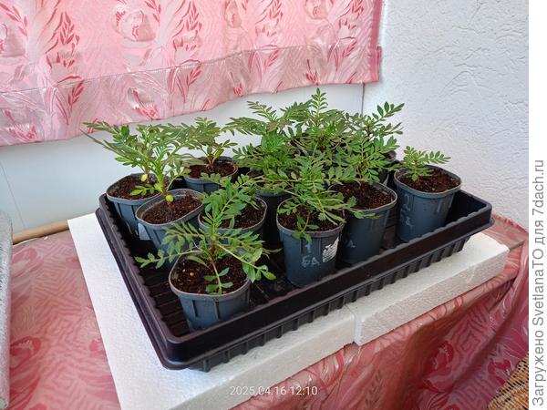 Под естественным освещением