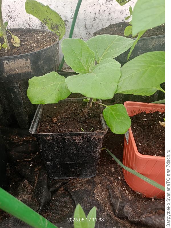 Самый молодой в 1.5л