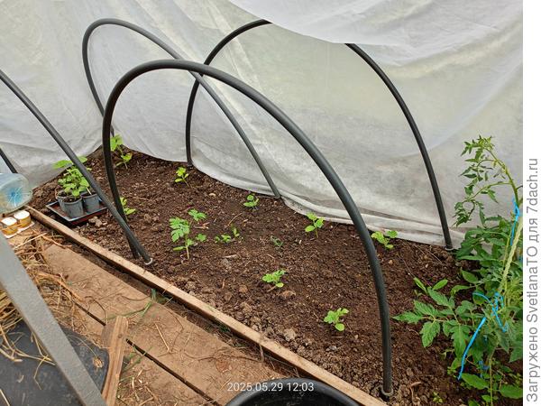 Ещё одна партия арбузов сортовых посажена