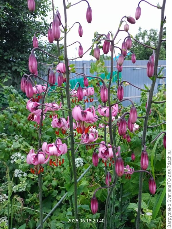 Царские кудри