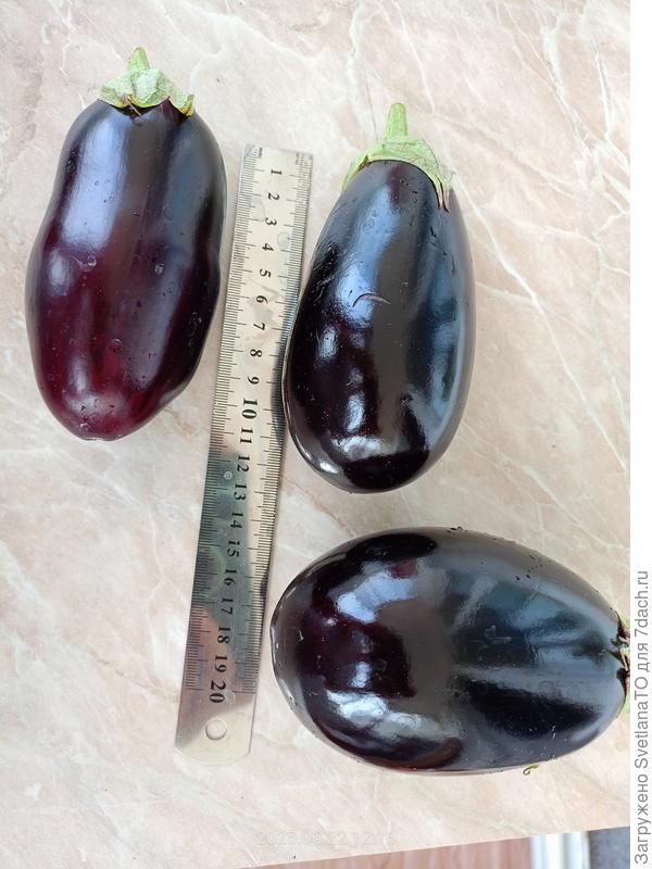 Первенцы от Космоса