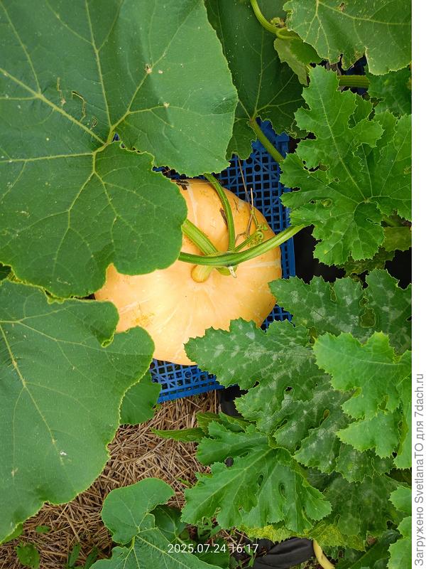 Ещё одна красотка