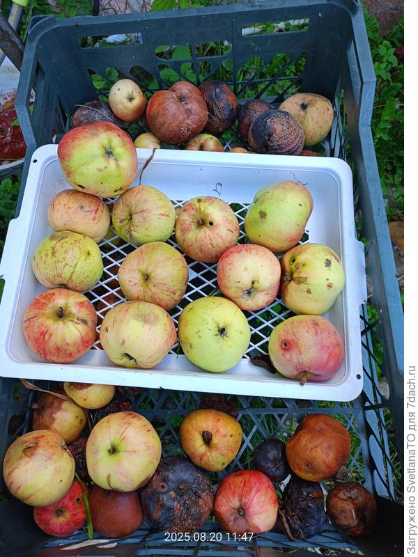 Что имеем на третью декаду августа