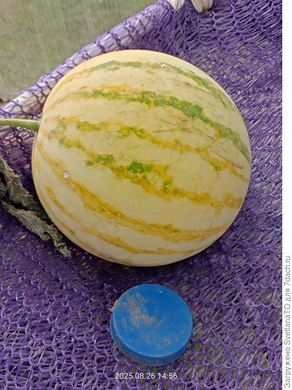 Иллюзия обмана? Нет, в сравнении с той же крышкой ясно, что этот арбуз больше!